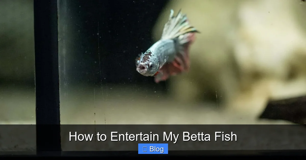 How to Entertain My Betta Fish