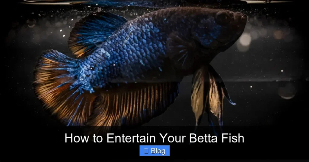 How to Entertain Your Betta Fish