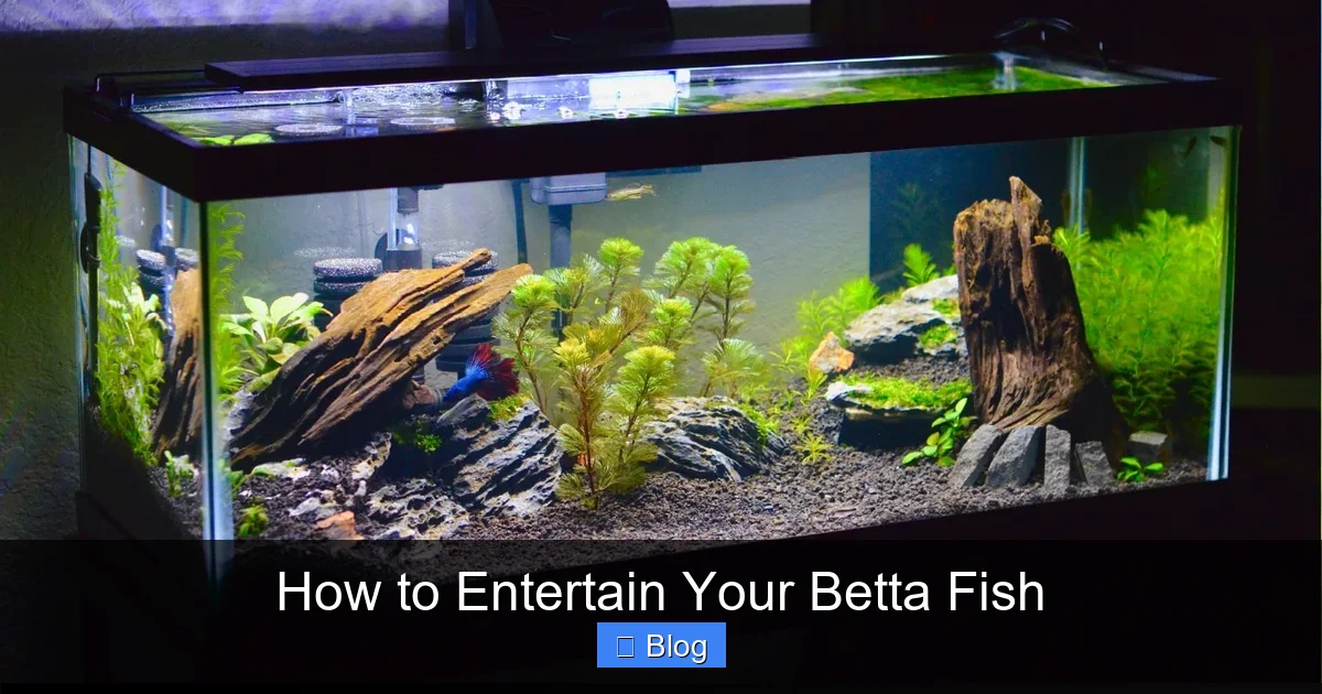 How to Entertain Your Betta Fish