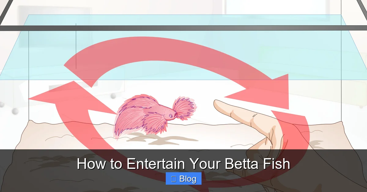 How to Entertain Your Betta Fish