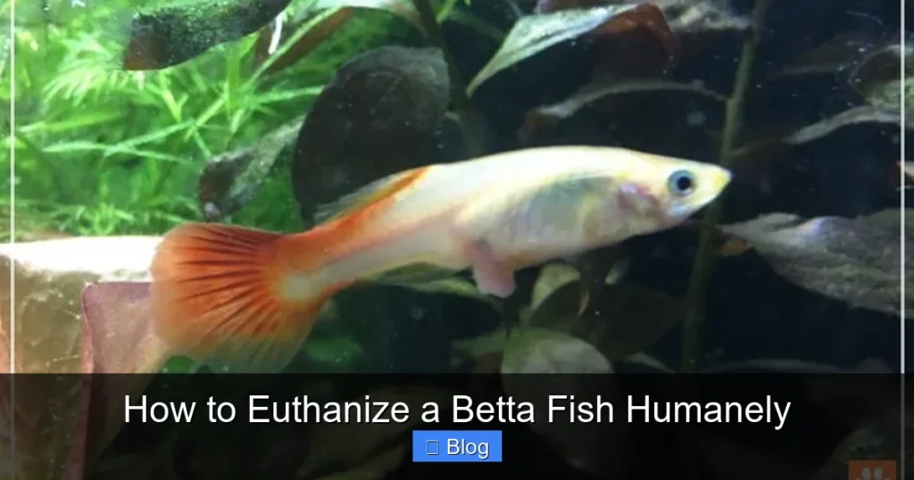 How to Euthanize a Betta Fish Humanely