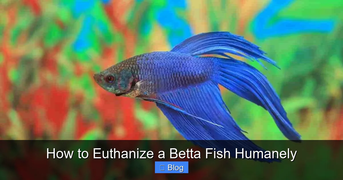 How to Euthanize a Betta Fish Humanely