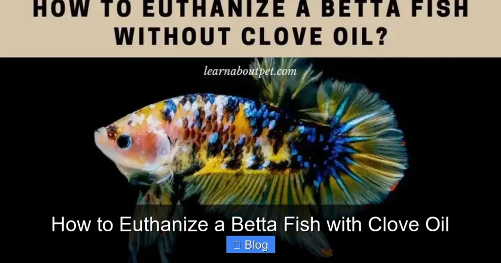 How to Euthanize a Betta Fish with Clove Oil