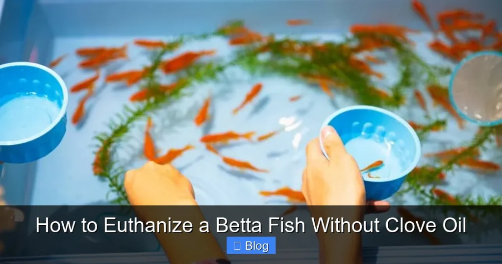 How to Euthanize a Betta Fish Without Clove Oil