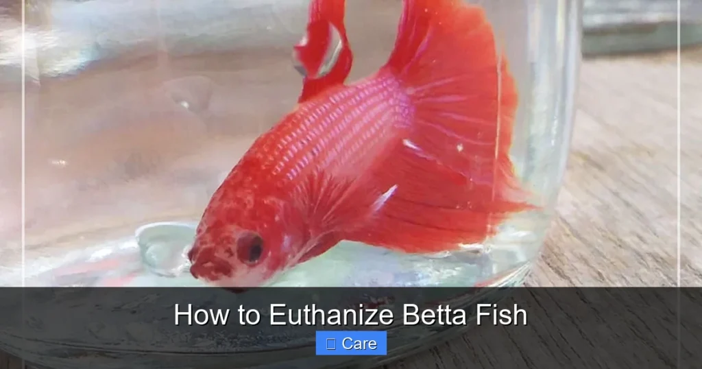 How to Euthanize Betta Fish