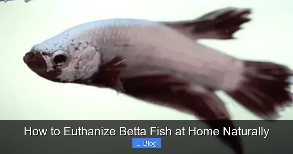 How to Euthanize Betta Fish at Home Naturally