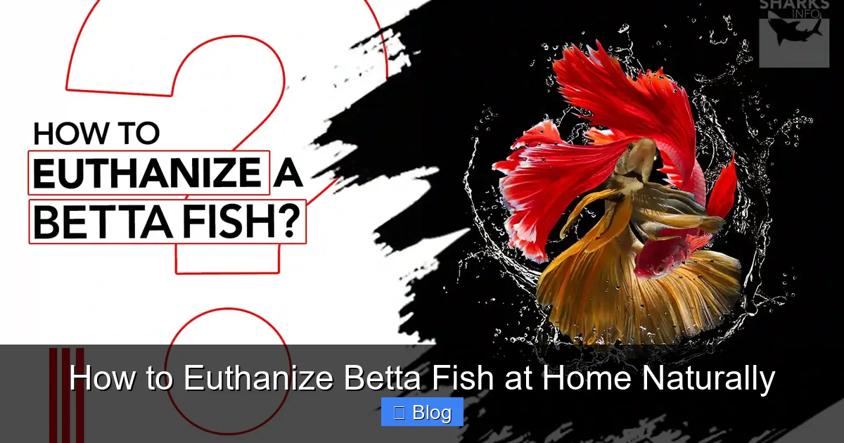 How to Euthanize Betta Fish at Home Naturally