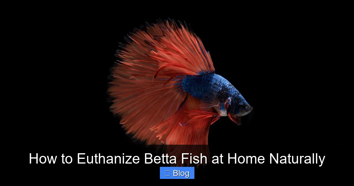 How to Euthanize Betta Fish at Home Naturally