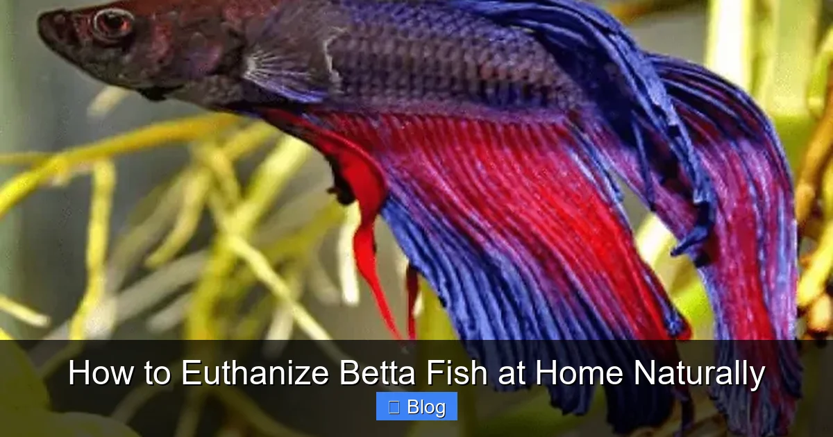 How to Euthanize Betta Fish at Home Naturally