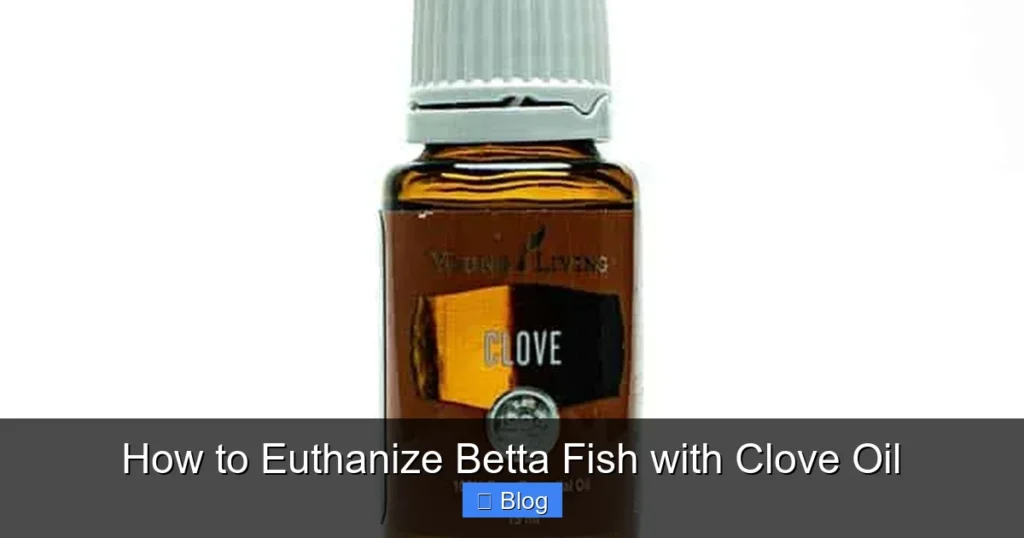 How to Euthanize Betta Fish with Clove Oil