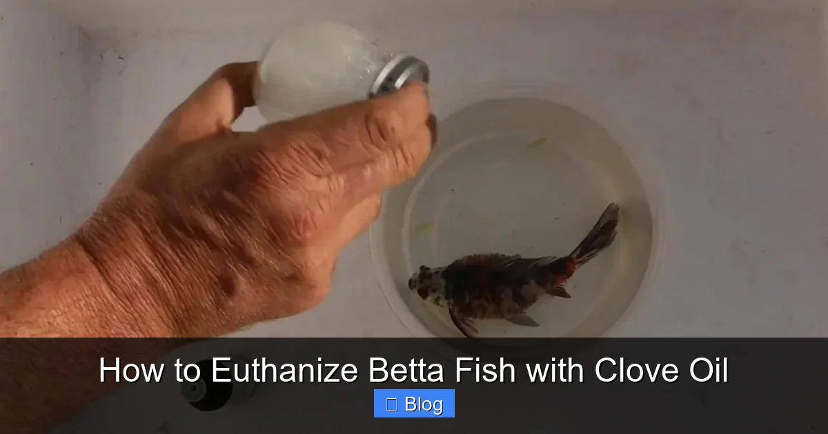 How to Euthanize Betta Fish with Clove Oil
