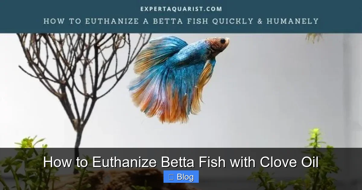 How to Euthanize Betta Fish with Clove Oil