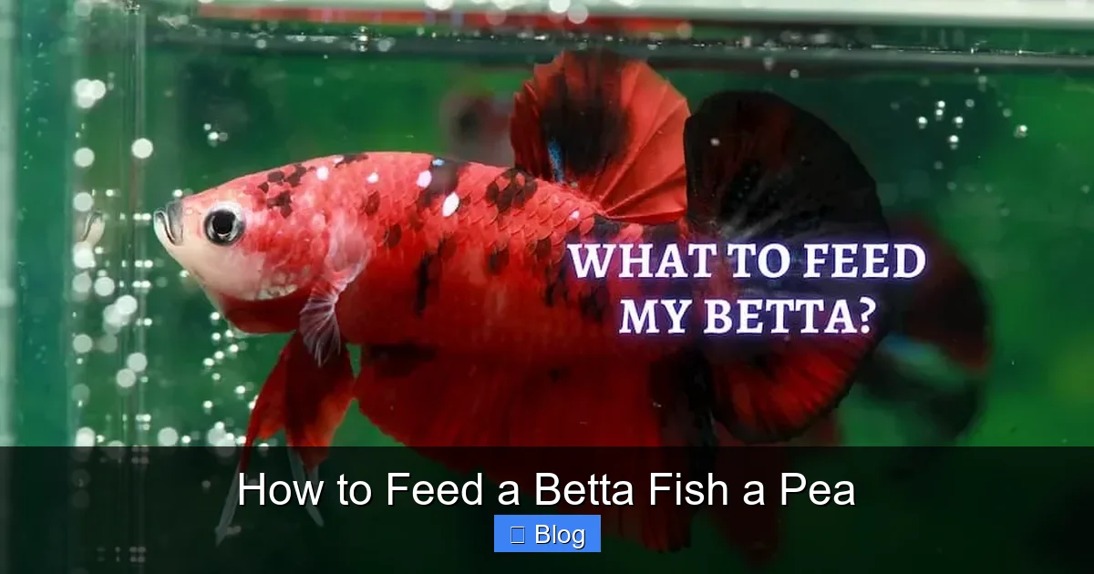 How to Feed a Betta Fish a Pea