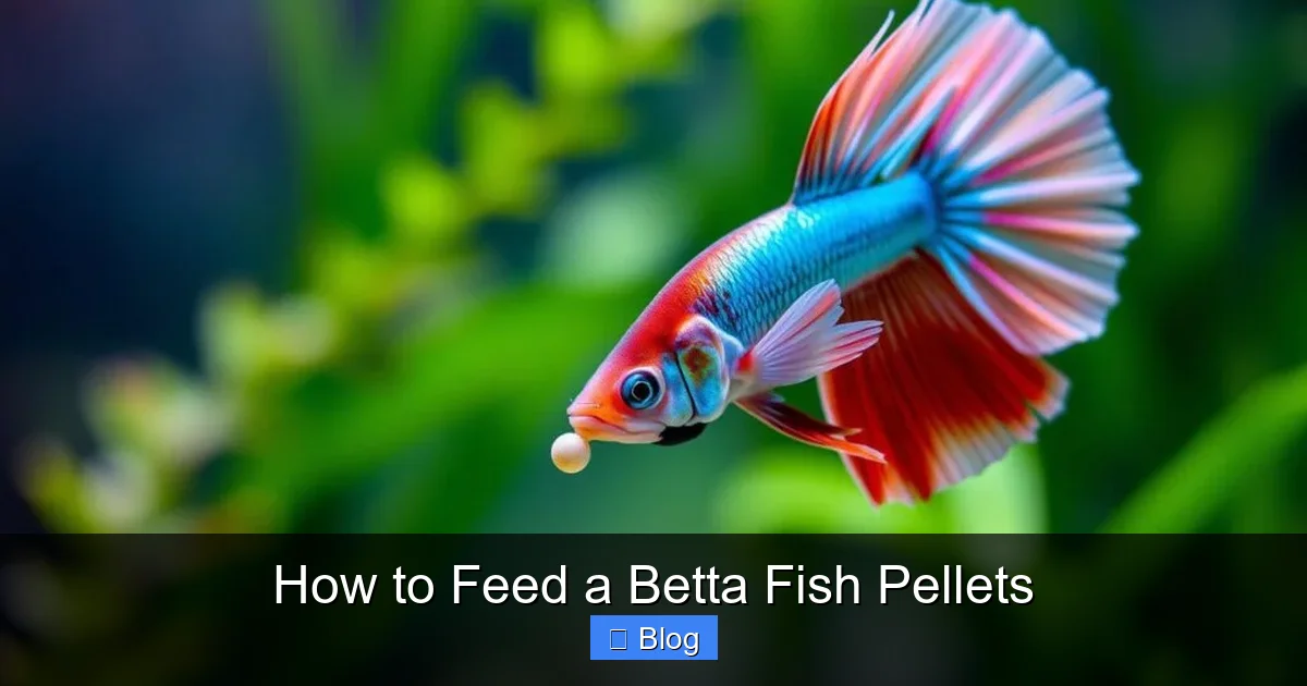 How to Feed a Betta Fish Pellets