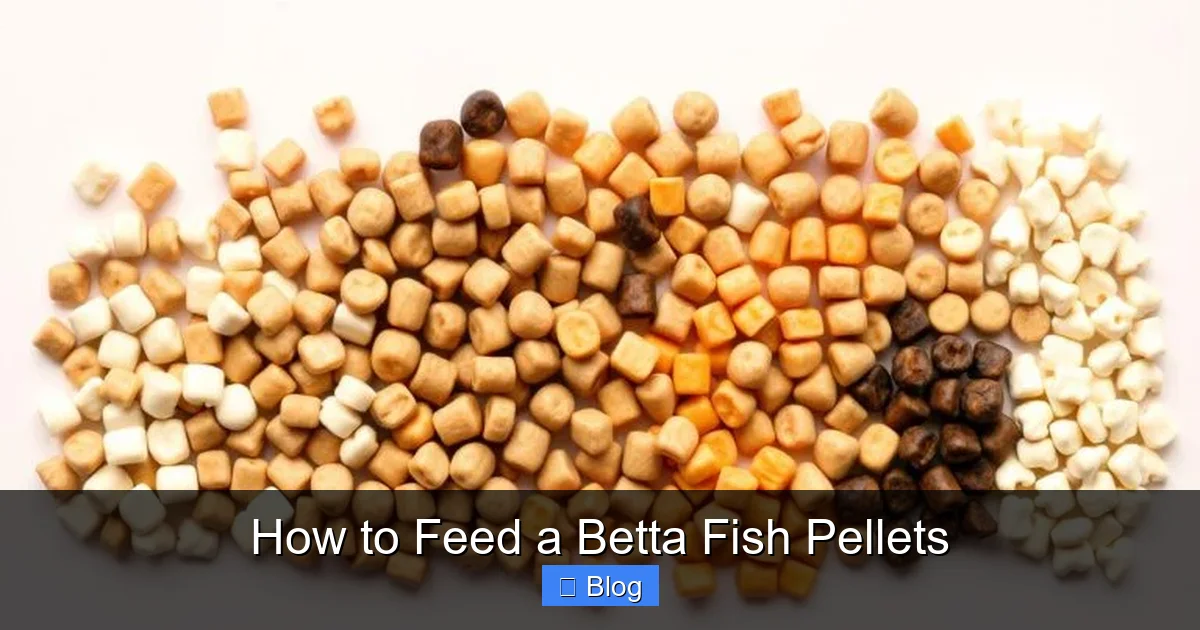 How to Feed a Betta Fish Pellets