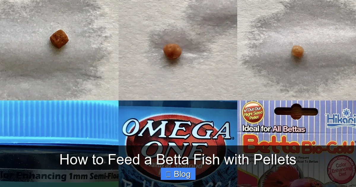 How to Feed a Betta Fish with Pellets