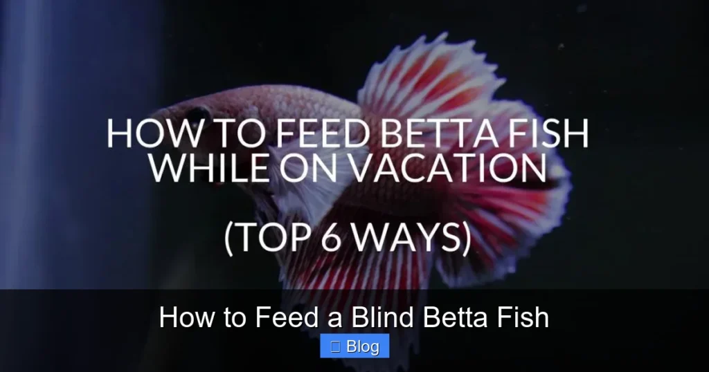 How to Feed a Blind Betta Fish