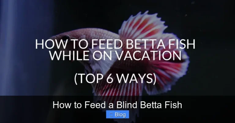 How to Feed a Blind Betta Fish