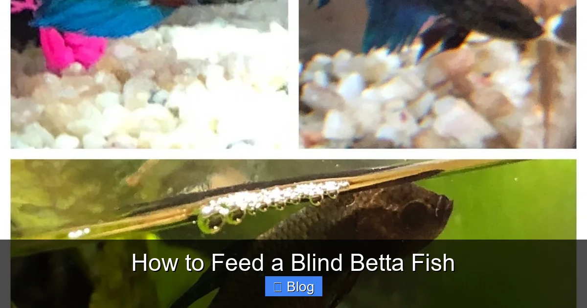 How to Feed a Blind Betta Fish