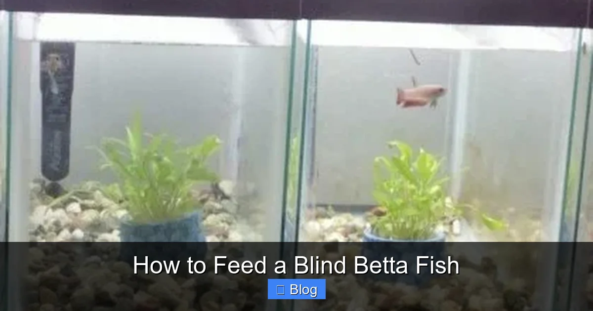 How to Feed a Blind Betta Fish