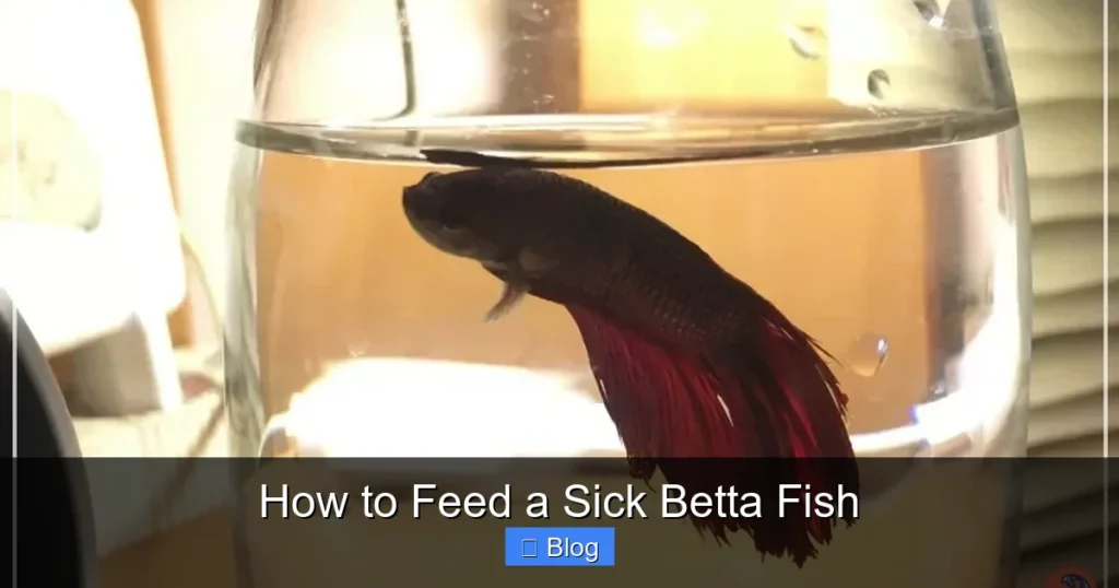 How to Feed a Sick Betta Fish