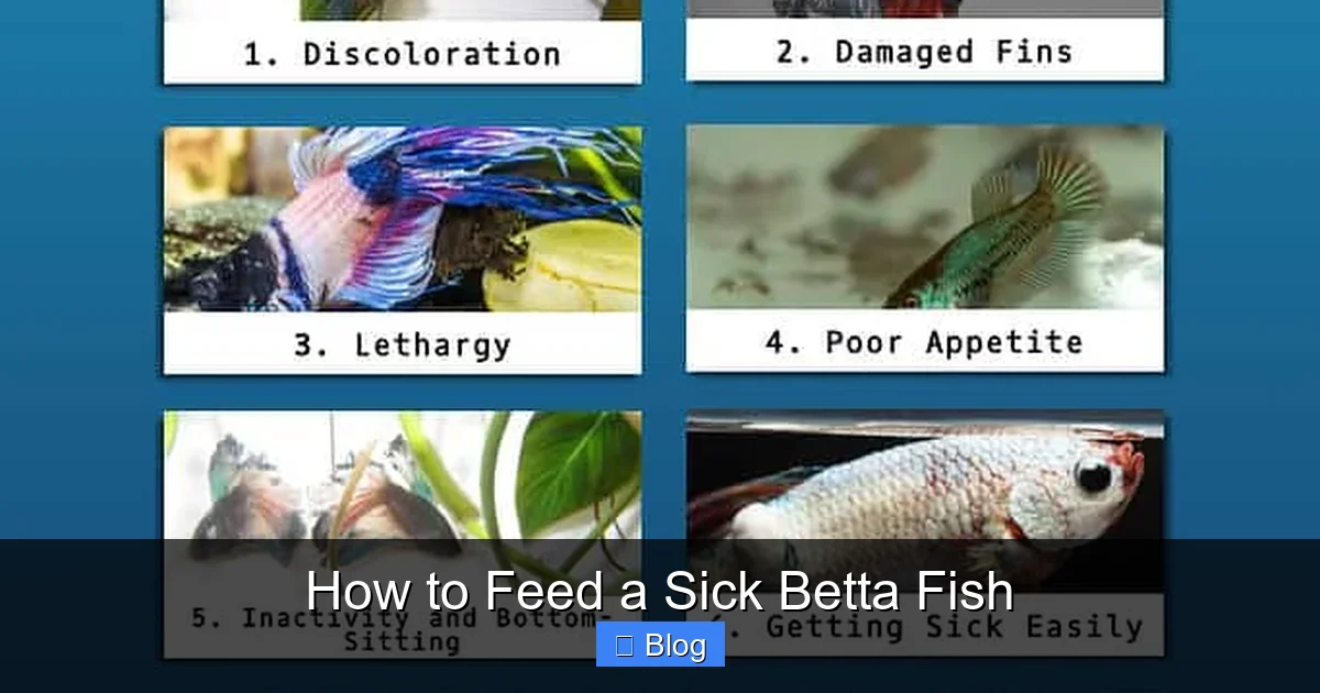 How to Feed a Sick Betta Fish