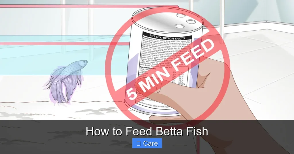 How to Feed Betta Fish