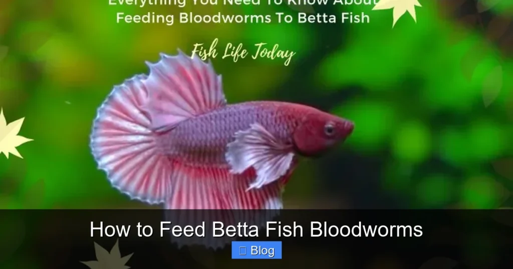 How to Feed Betta Fish Bloodworms