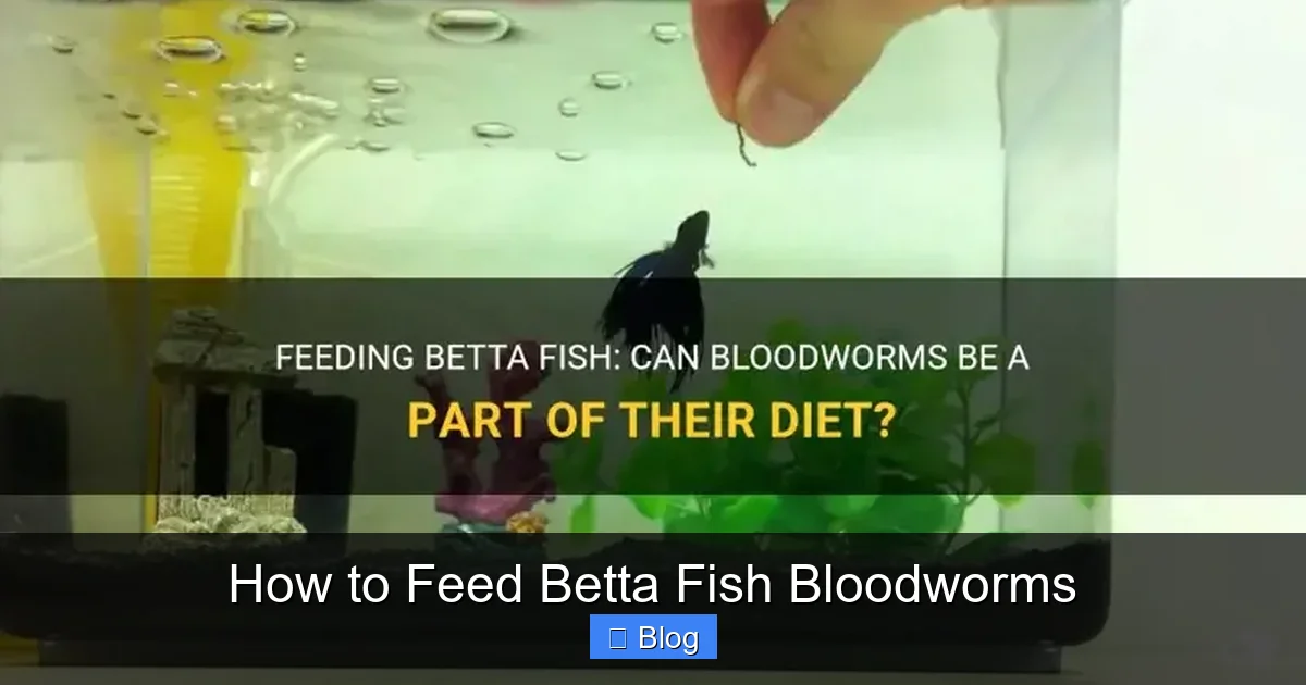 How to Feed Betta Fish Bloodworms