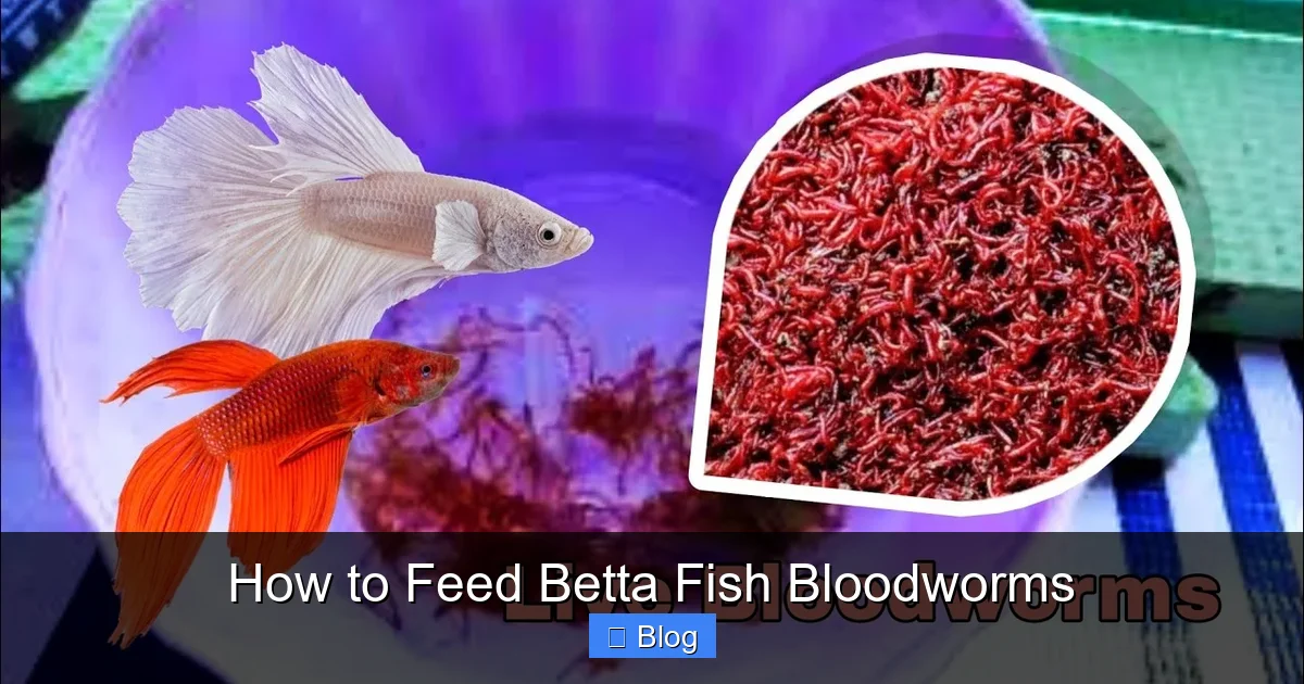 How to Feed Betta Fish Bloodworms