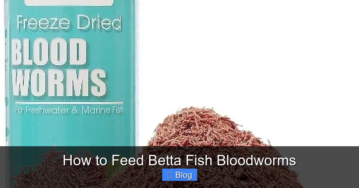 How to Feed Betta Fish Bloodworms