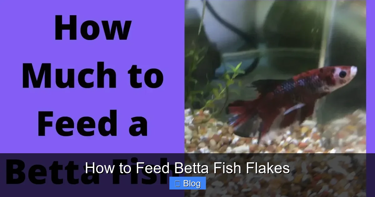 How to Feed Betta Fish Flakes