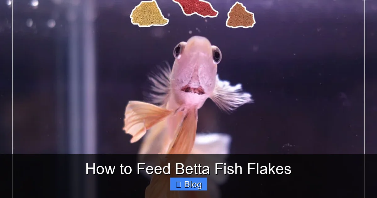 How to Feed Betta Fish Flakes