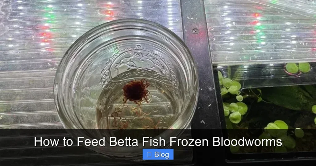 How to Feed Betta Fish Frozen Bloodworms