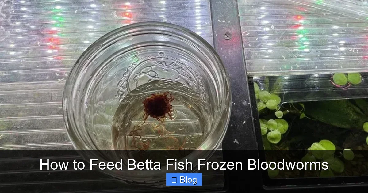 How to Feed Betta Fish Frozen Bloodworms