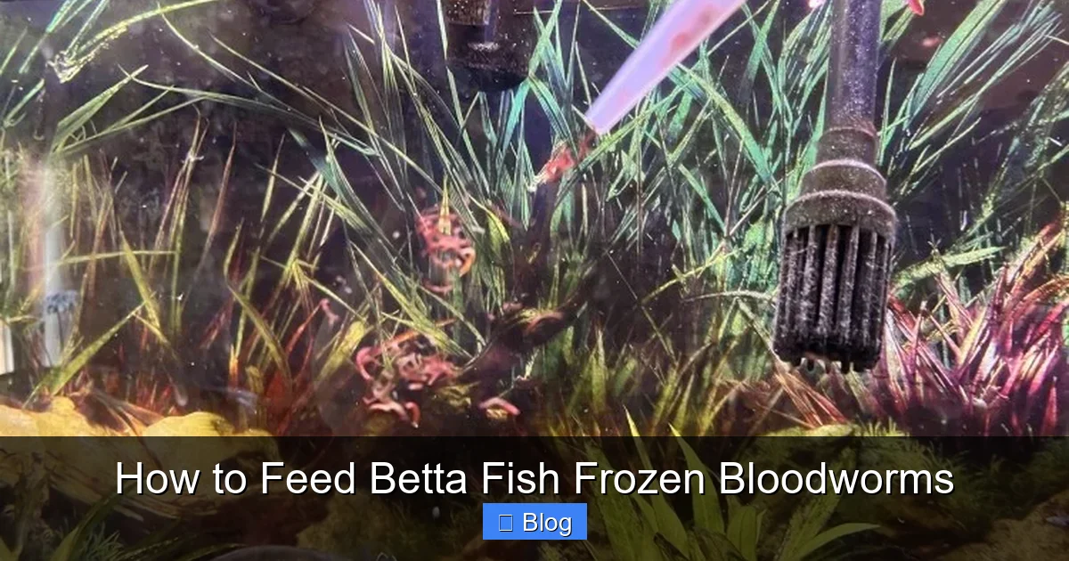 How to Feed Betta Fish Frozen Bloodworms