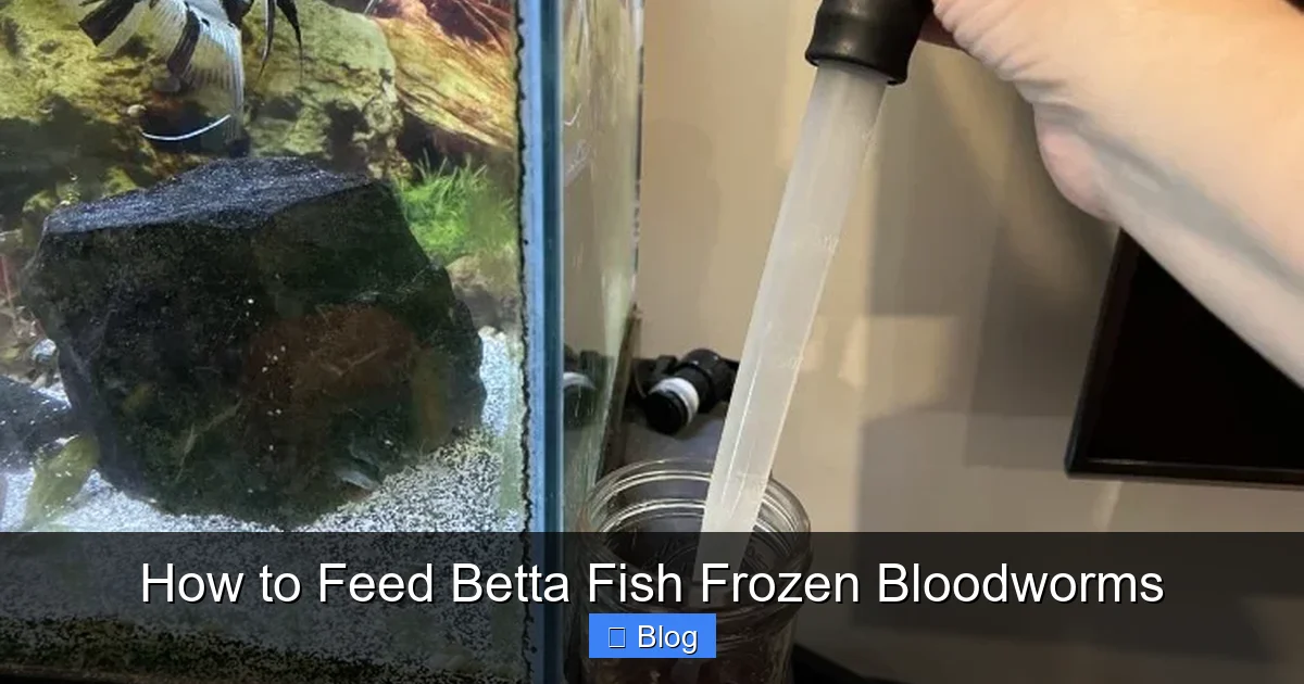How to Feed Betta Fish Frozen Bloodworms