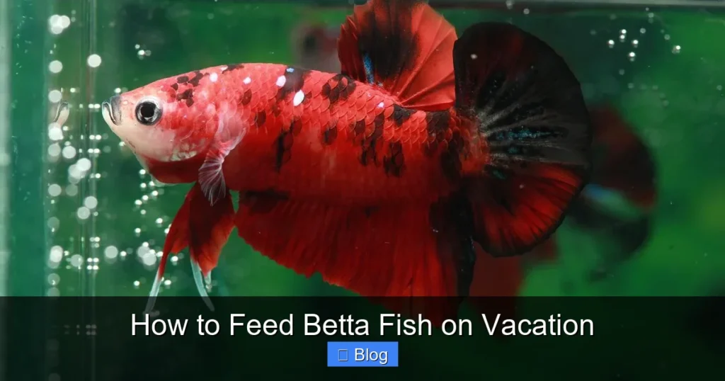How to Feed Betta Fish on Vacation