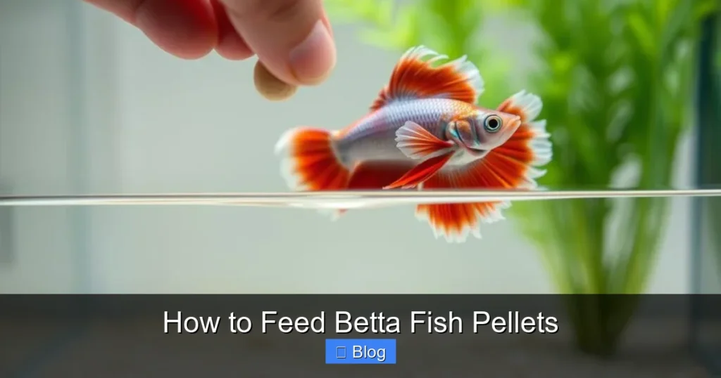 How to Feed Betta Fish Pellets