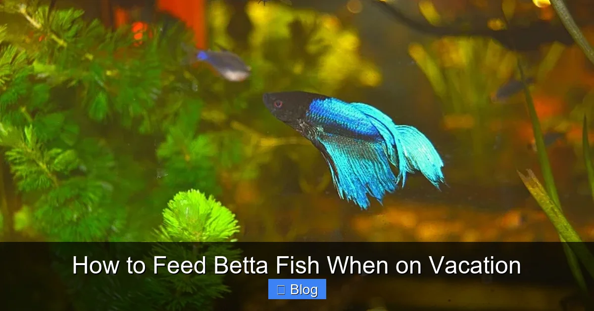 How to Feed Betta Fish When on Vacation