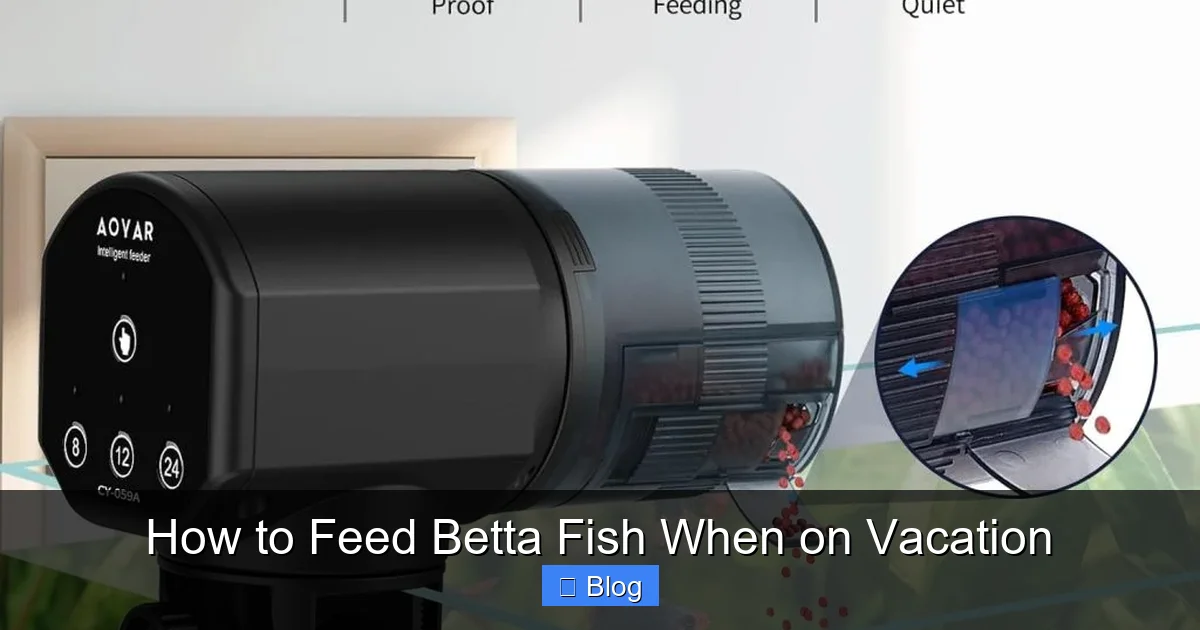 How to Feed Betta Fish When on Vacation