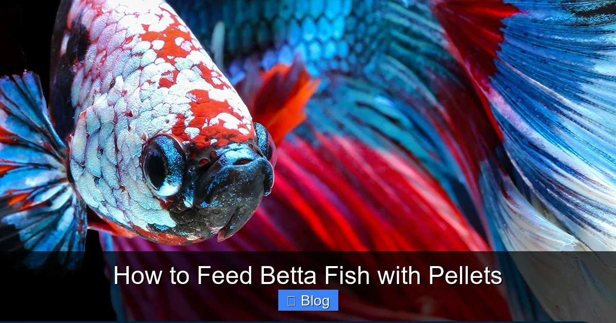 How to Feed Betta Fish with Pellets