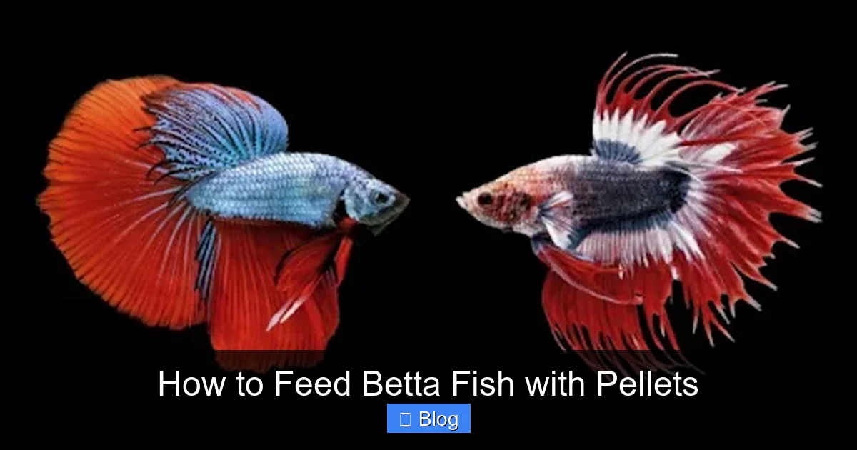 How to Feed Betta Fish with Pellets