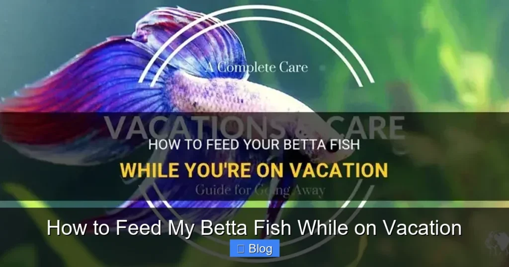 How to Feed My Betta Fish While on Vacation