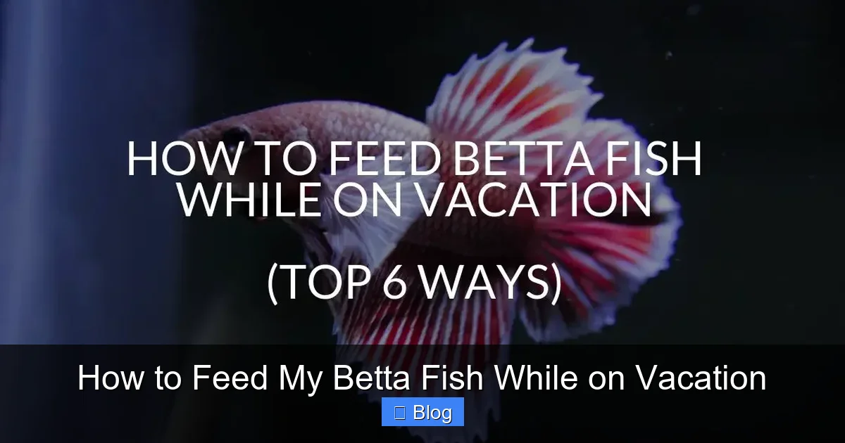 How to Feed My Betta Fish While on Vacation
