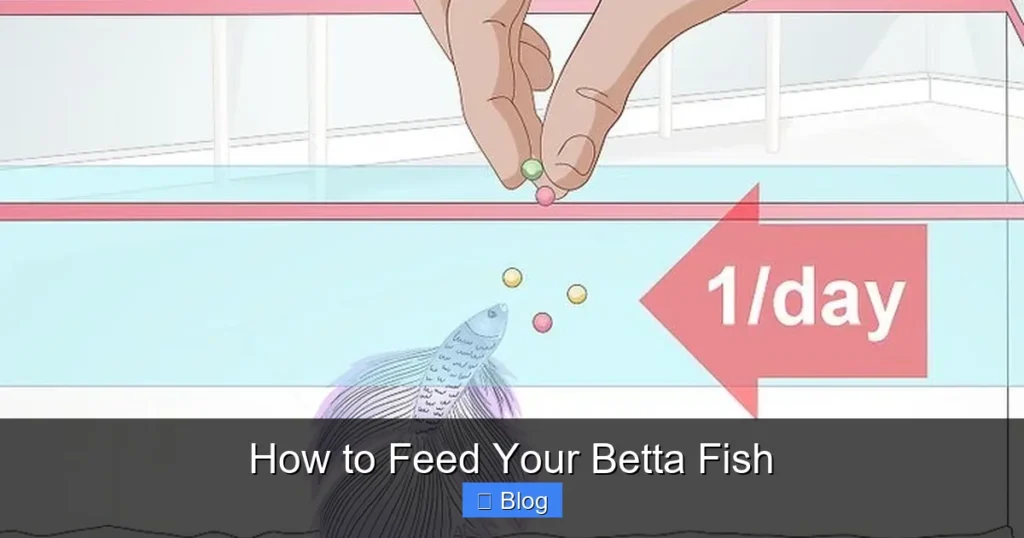 How to Feed Your Betta Fish