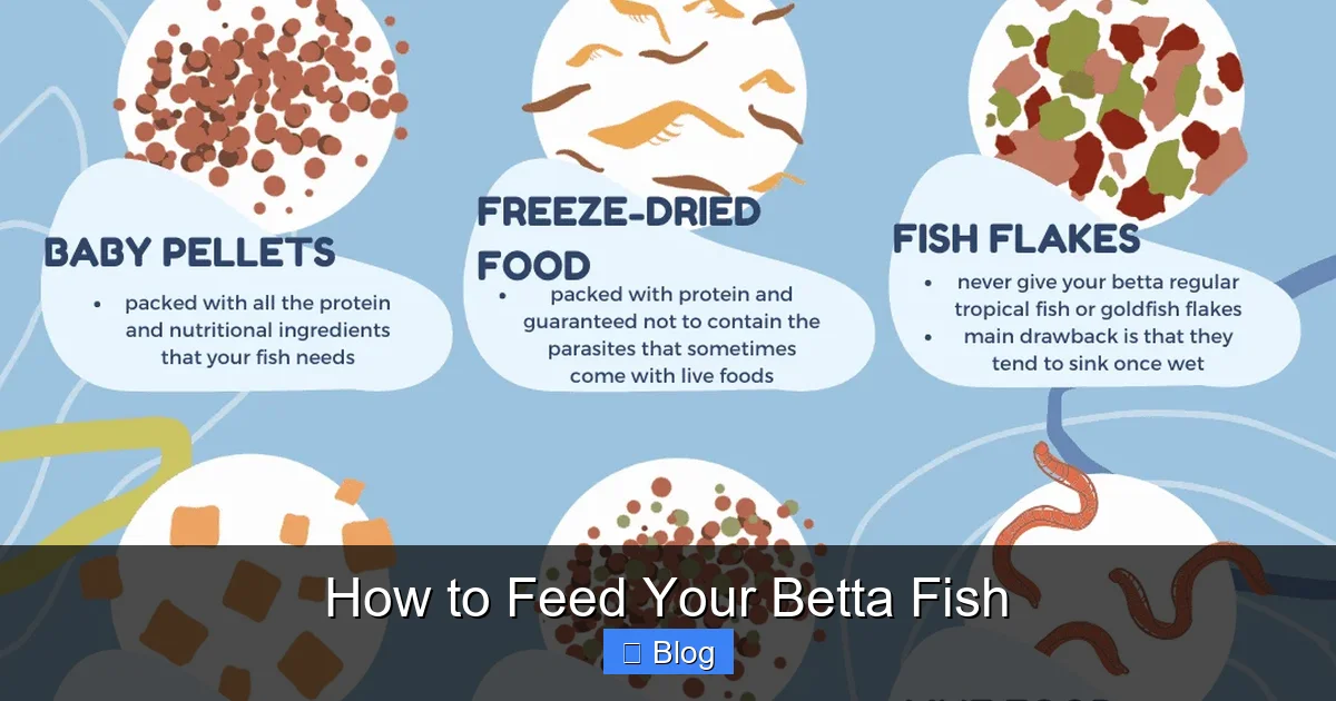 How to Feed Your Betta Fish