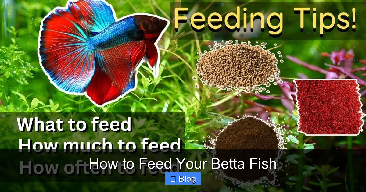 How to Feed Your Betta Fish