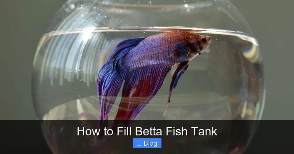 How to Fill Betta Fish Tank