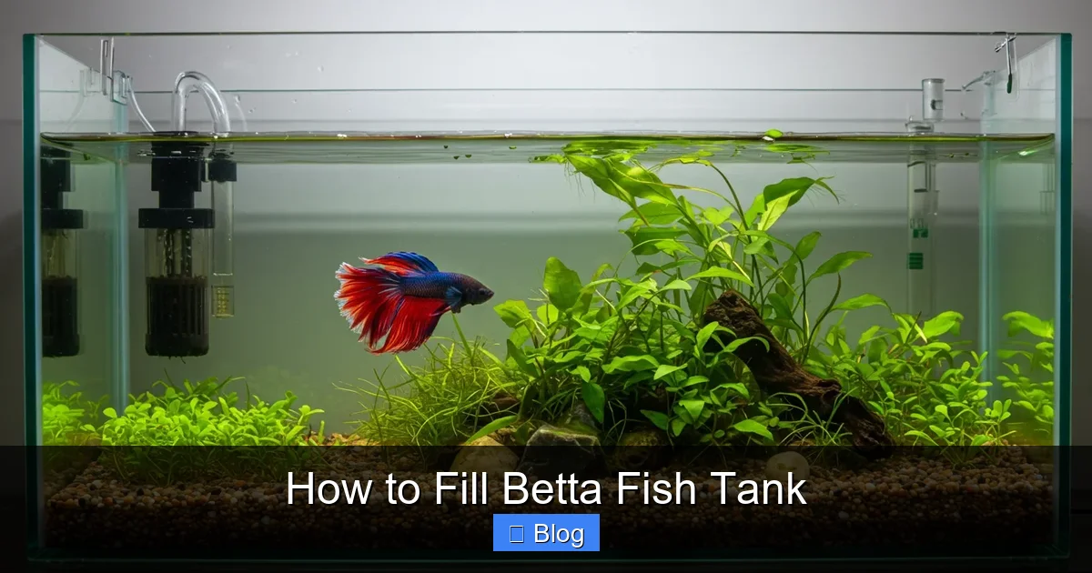 How to Fill Betta Fish Tank